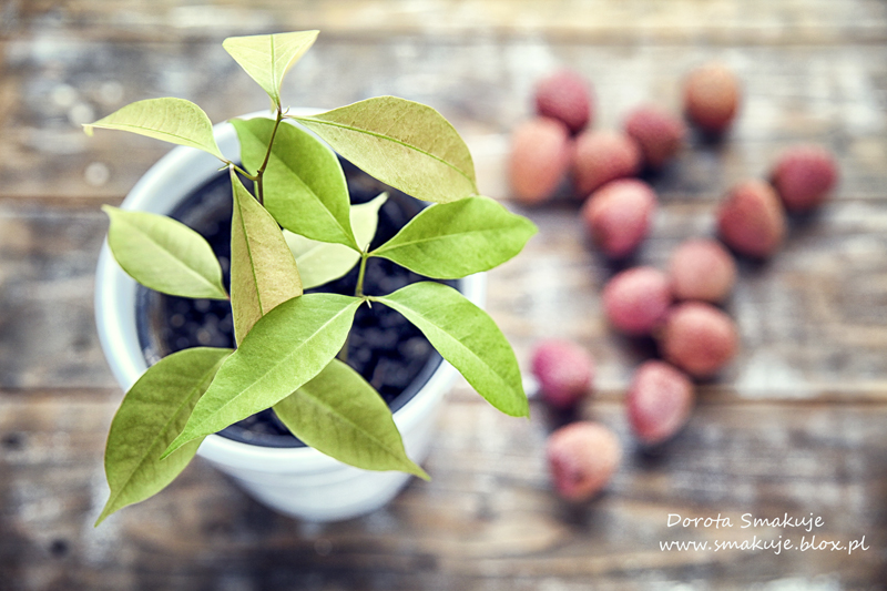 Jak wyhodować liczi z pestki