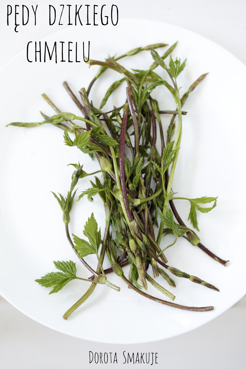 pedy dzikiego chmielu